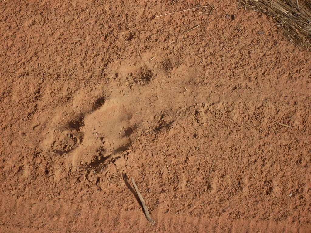 Fresh tiger tracks was the closest we got to seeing one
