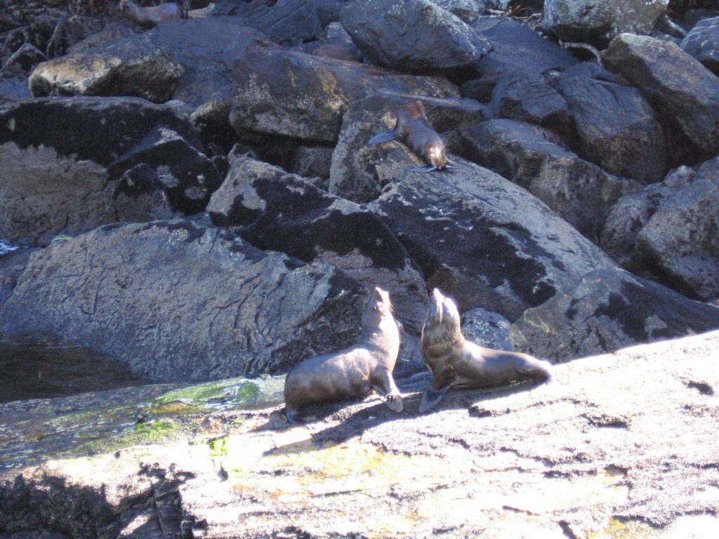 Dolphins and seals are regularly seen in Fiordland's Milford Sound