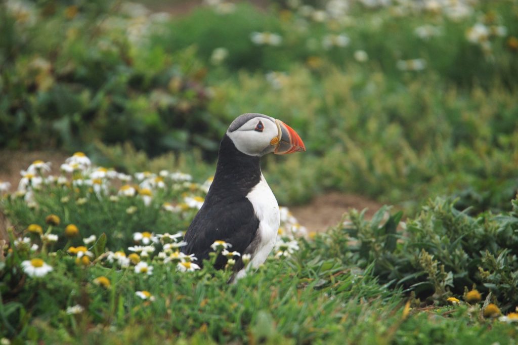 Pembrokeshire the best summer holiday place to make a trip.