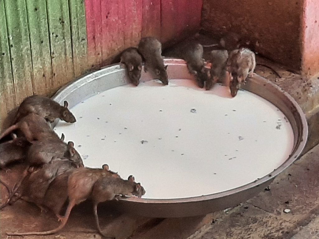 Rats drinking milk at karni mata rat temple