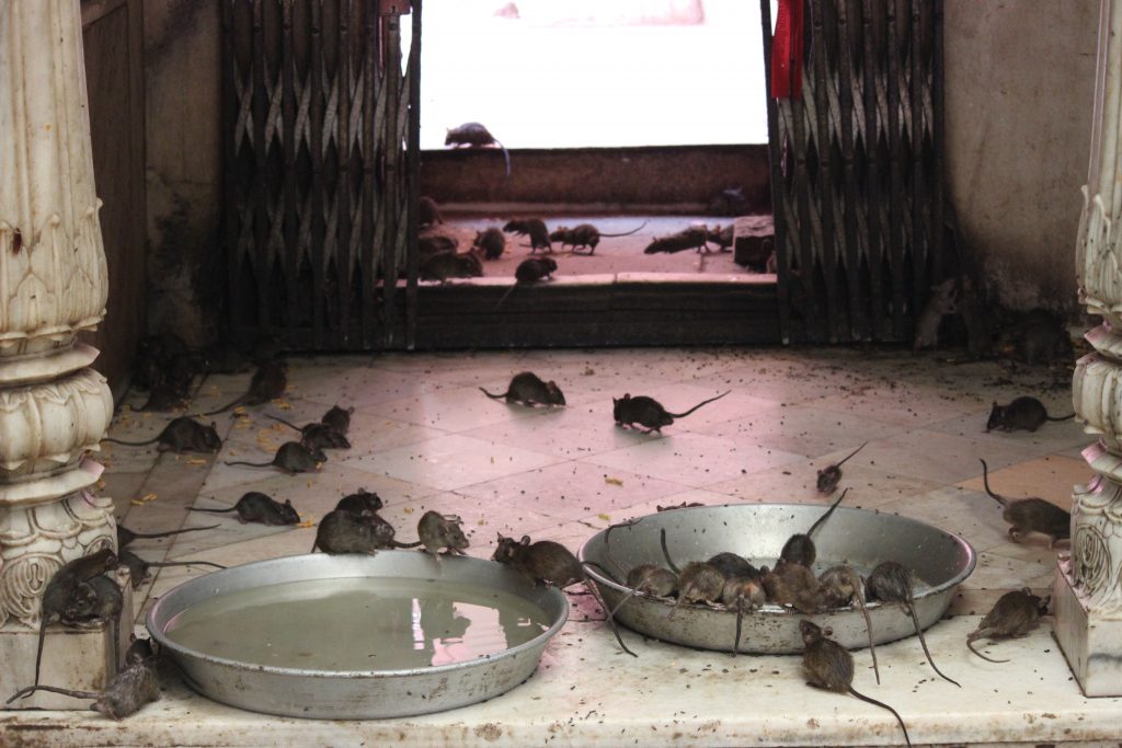 Karni Mata Rat Temple