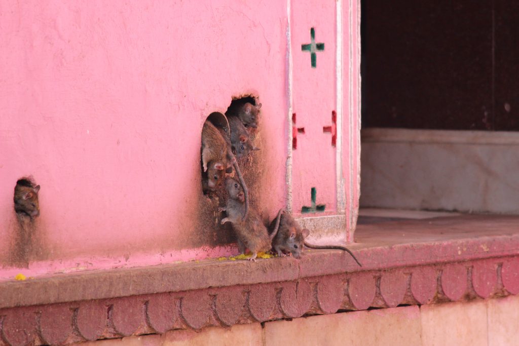 Rats in Karni Mata Rat Temple