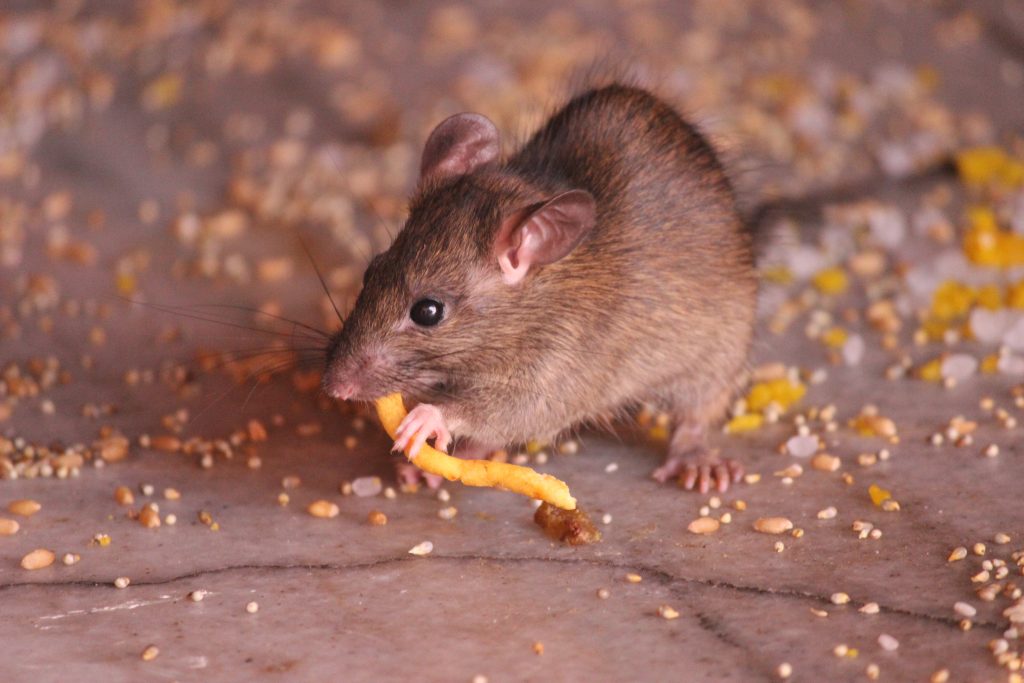 Rat eating in karni mata rat temple