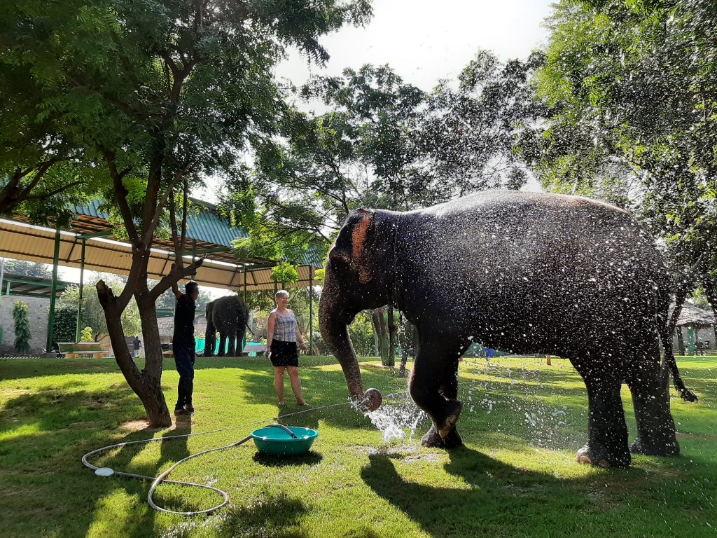 Bath time at Elefantastic