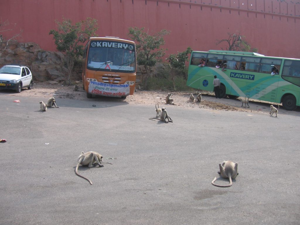 2 main species of monkeys live in Jaipur city. Grey Langurs (Hanuman monkeys) are found near the forts. Rhesus macaques roam all over the Pink City.